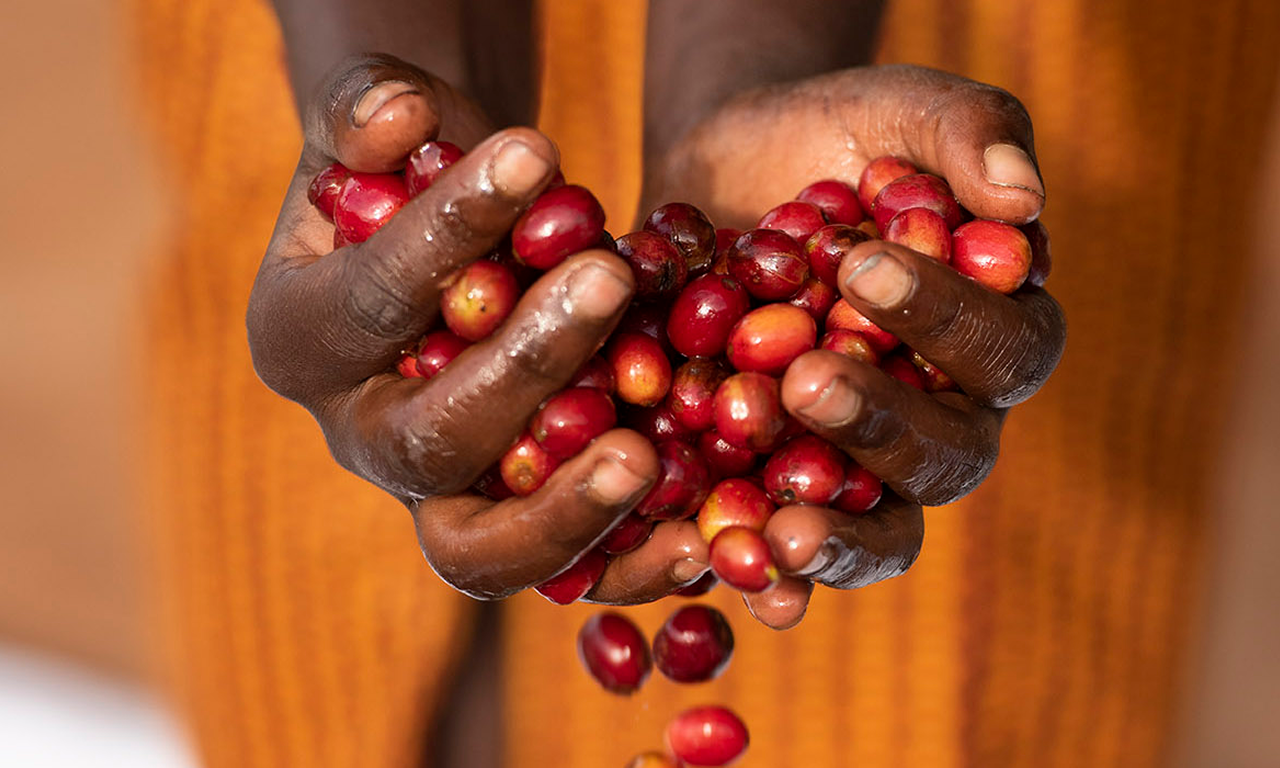 Café produzido com responsabilidade